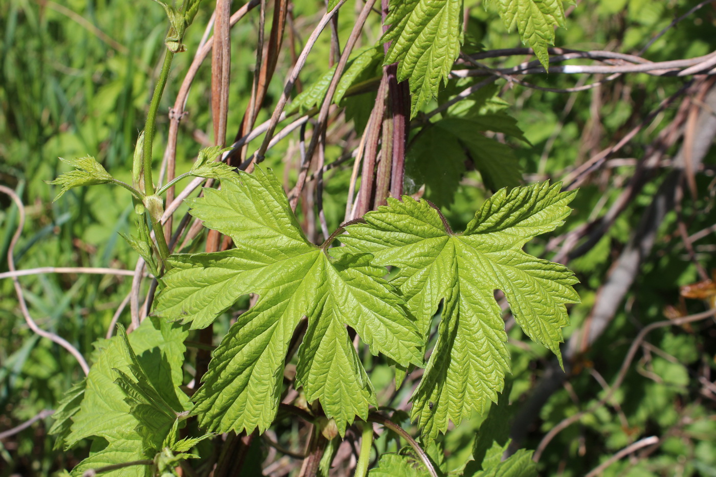 Image of Humulus lupulus specimen.