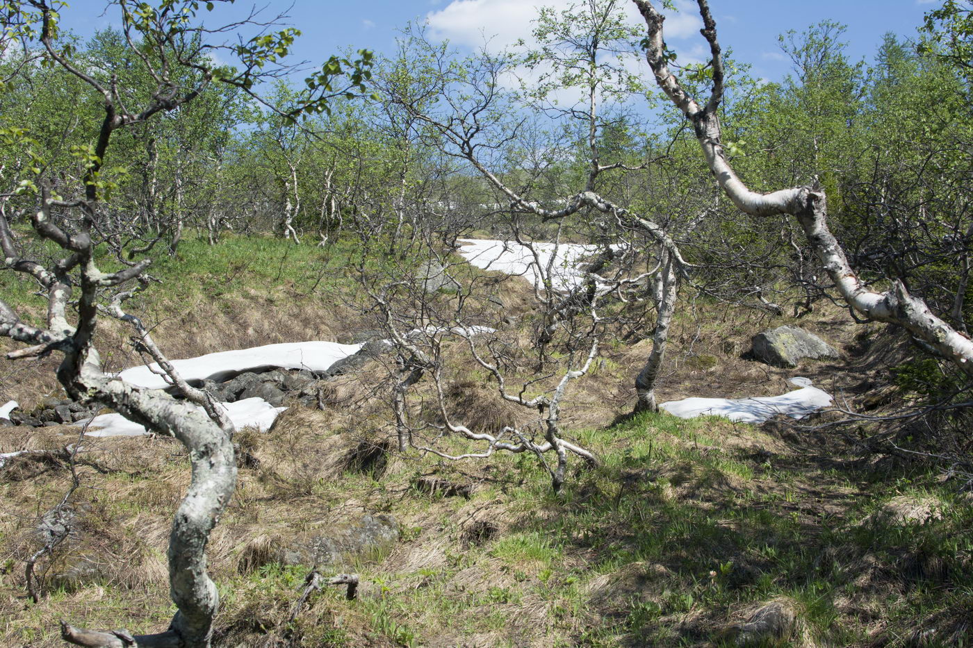 Изображение особи Betula czerepanovii.