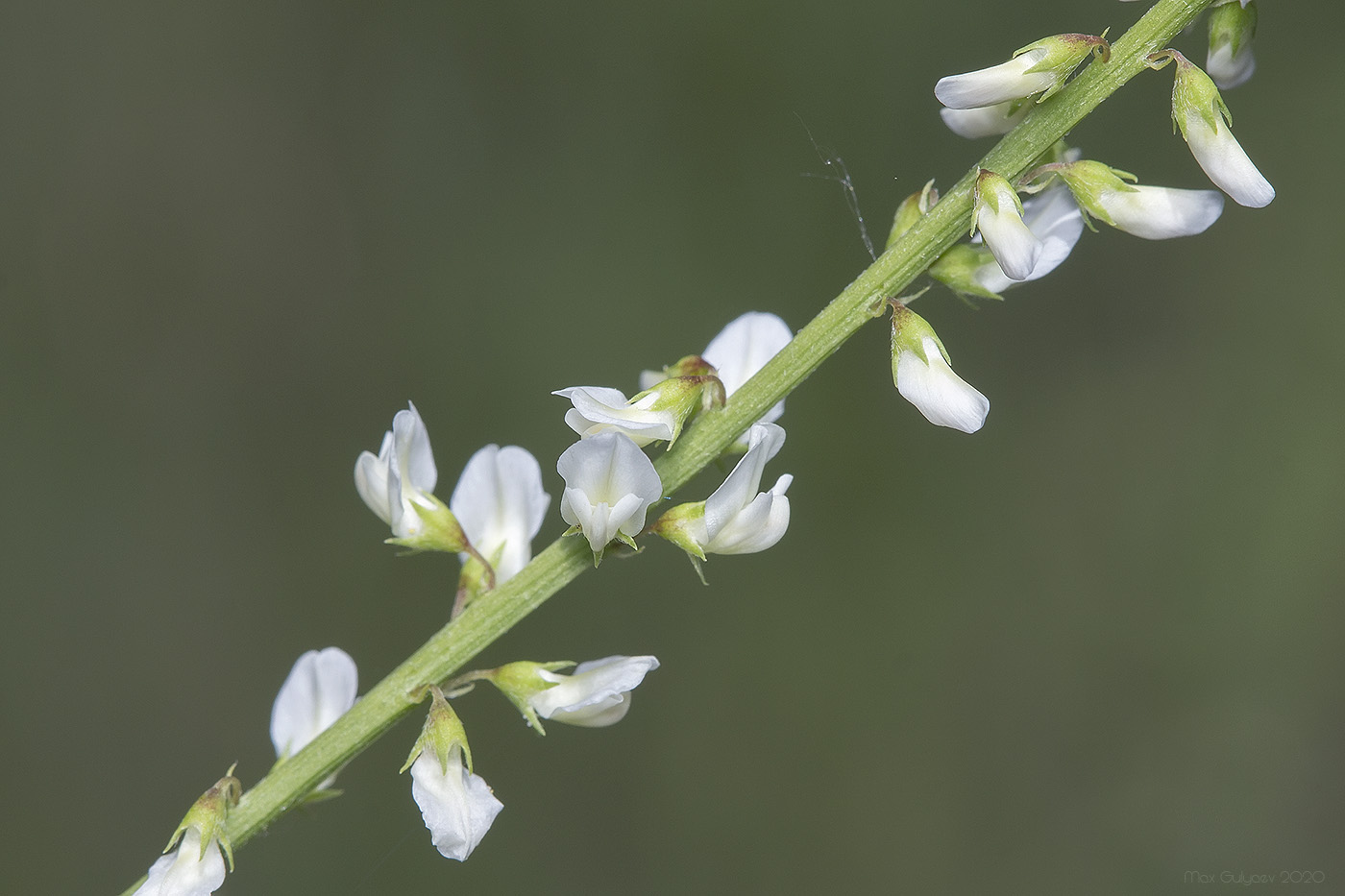 Изображение особи Melilotus albus.