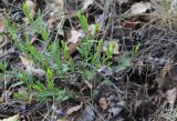 Polygala sibirica