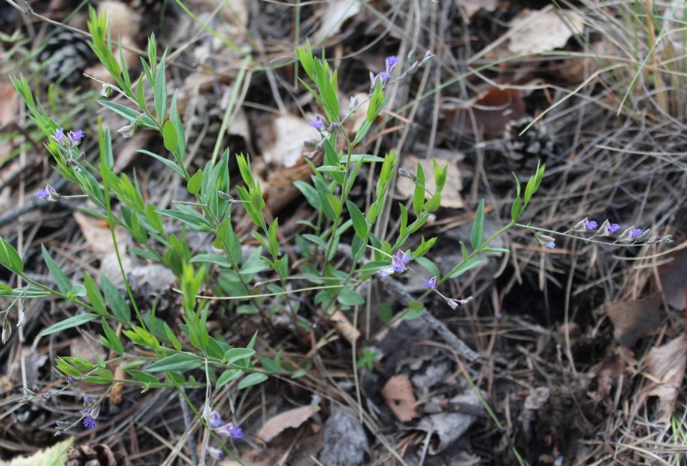 Image of Polygala sibirica specimen.