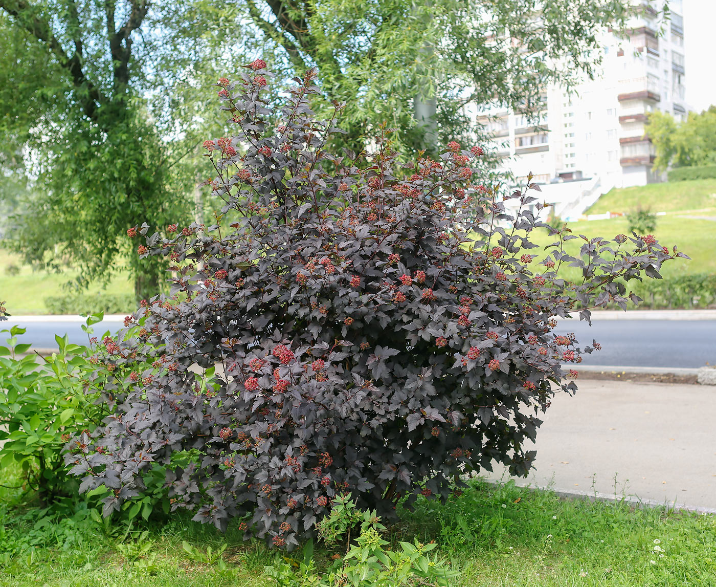 Image of Physocarpus opulifolius specimen.