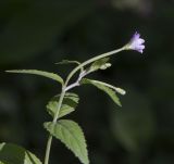 Epilobium montanum