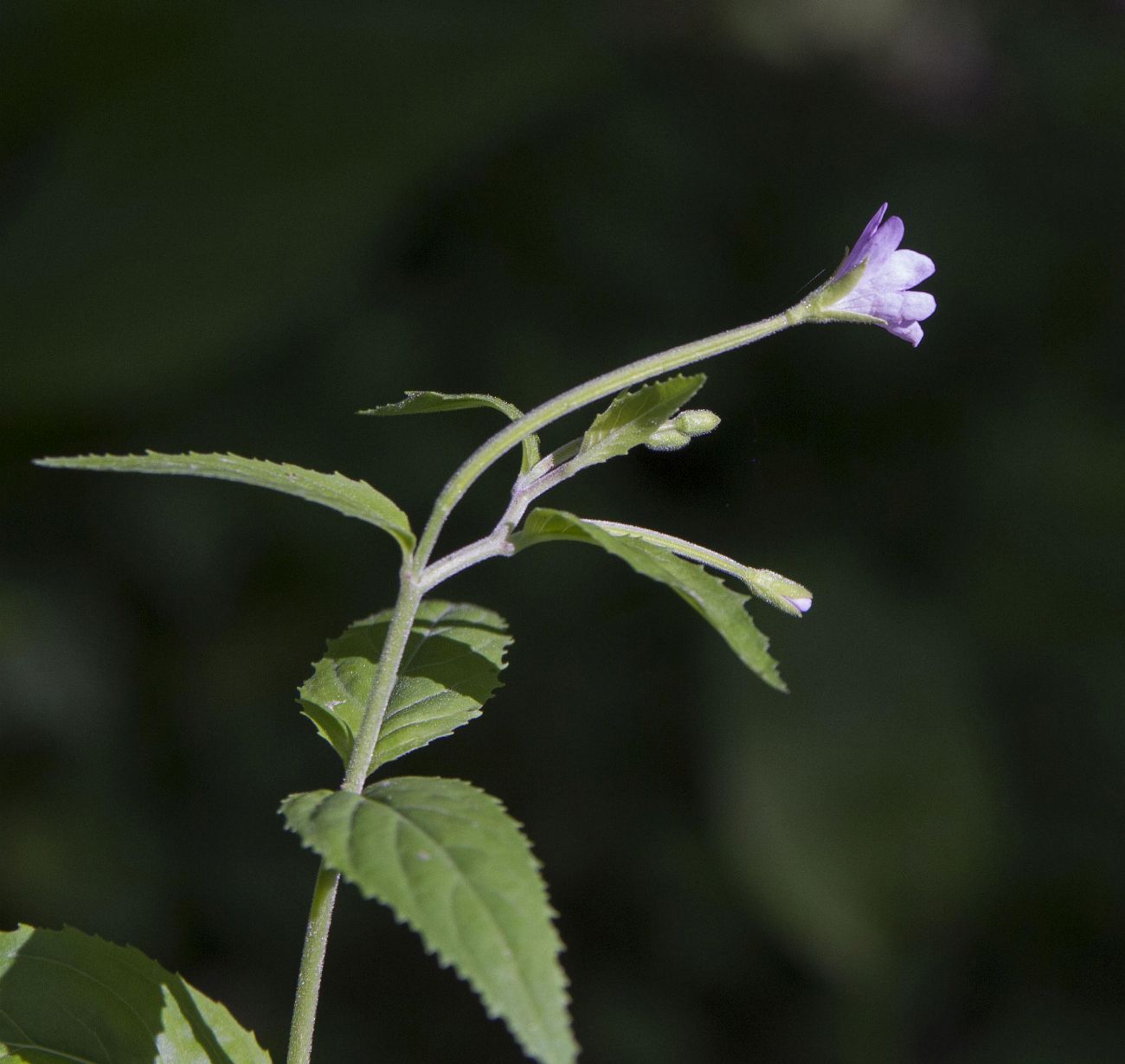 Image of Epilobium montanum specimen.