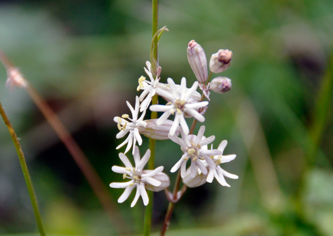 Image of Silene graminifolia specimen.