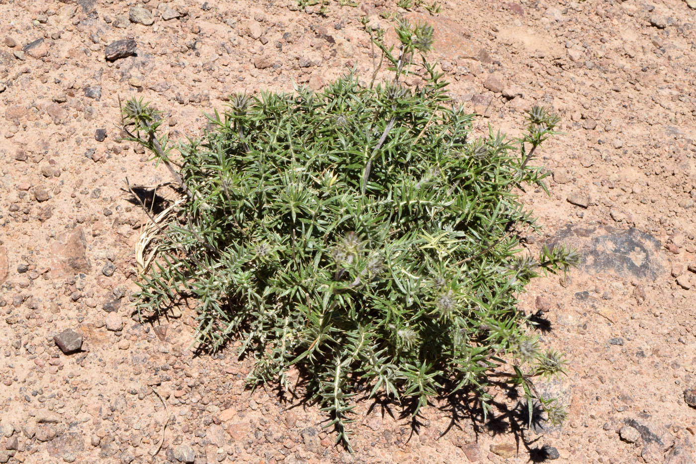 Image of Cousinia bonvalotii specimen.