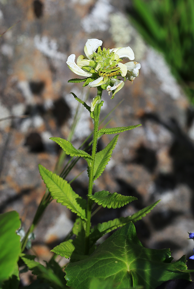 Изображение особи Pedicularis resupinata.