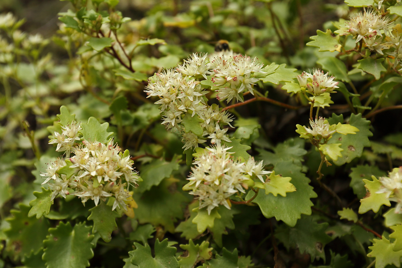 Image of Hylotelephium populifolium specimen.