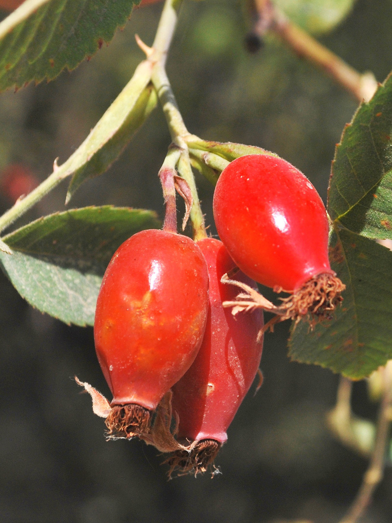 Image of Rosa canina specimen.