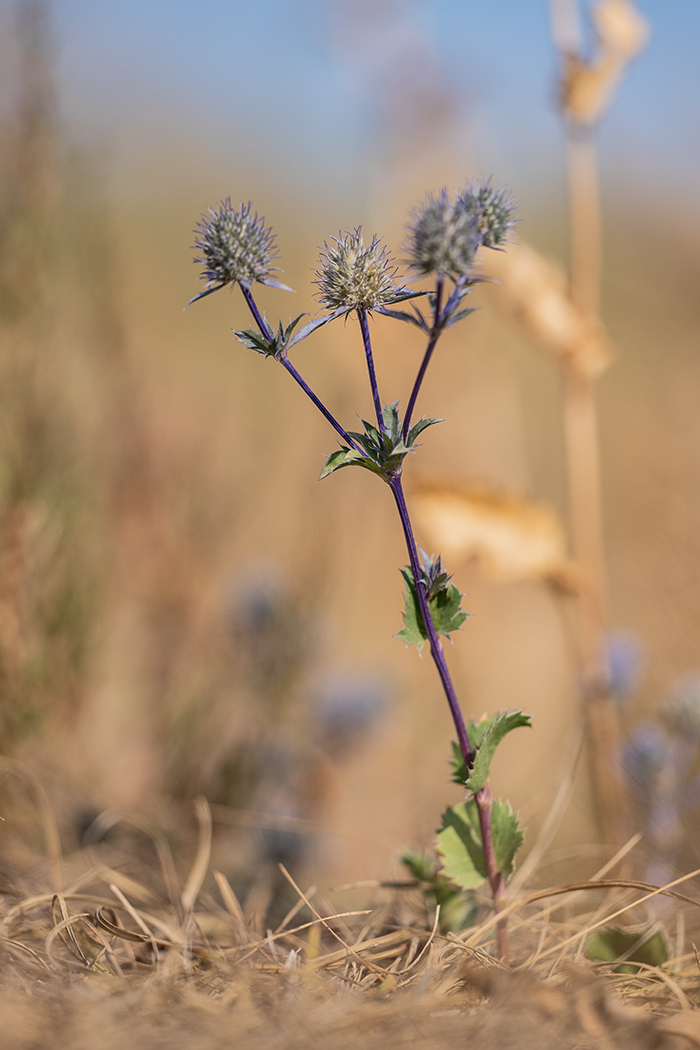 Изображение особи Eryngium planum.