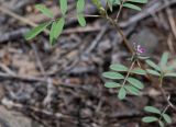 Tephrosia purpurea. Верхняя часть цветущего и плодоносящего растения. Намибия, регион Khomas, ок. 40 км западнее г. Виндхук, \"Eagle Rock Guest Farm\"; плато Khomas, ок. 1900 м н.у.м., саванновое редколесье. 24.02.2020.