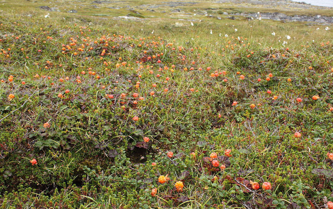 Image of Rubus chamaemorus specimen.