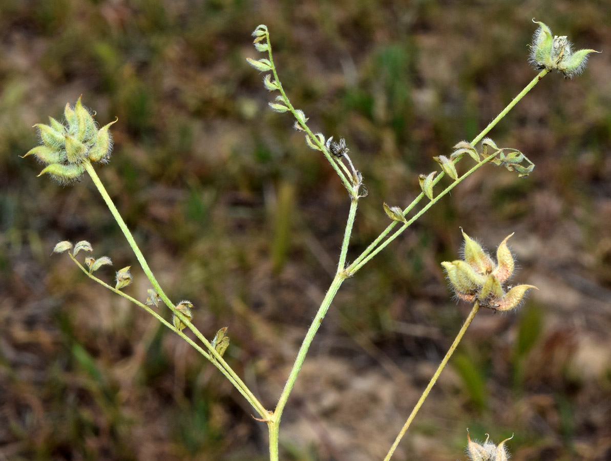 Изображение особи Astragalus filicaulis.