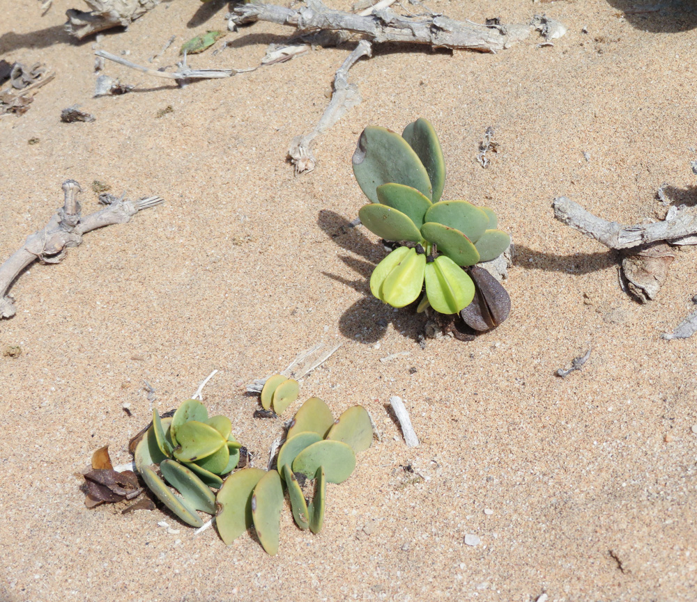 Image of Zygophyllum stapffii specimen.