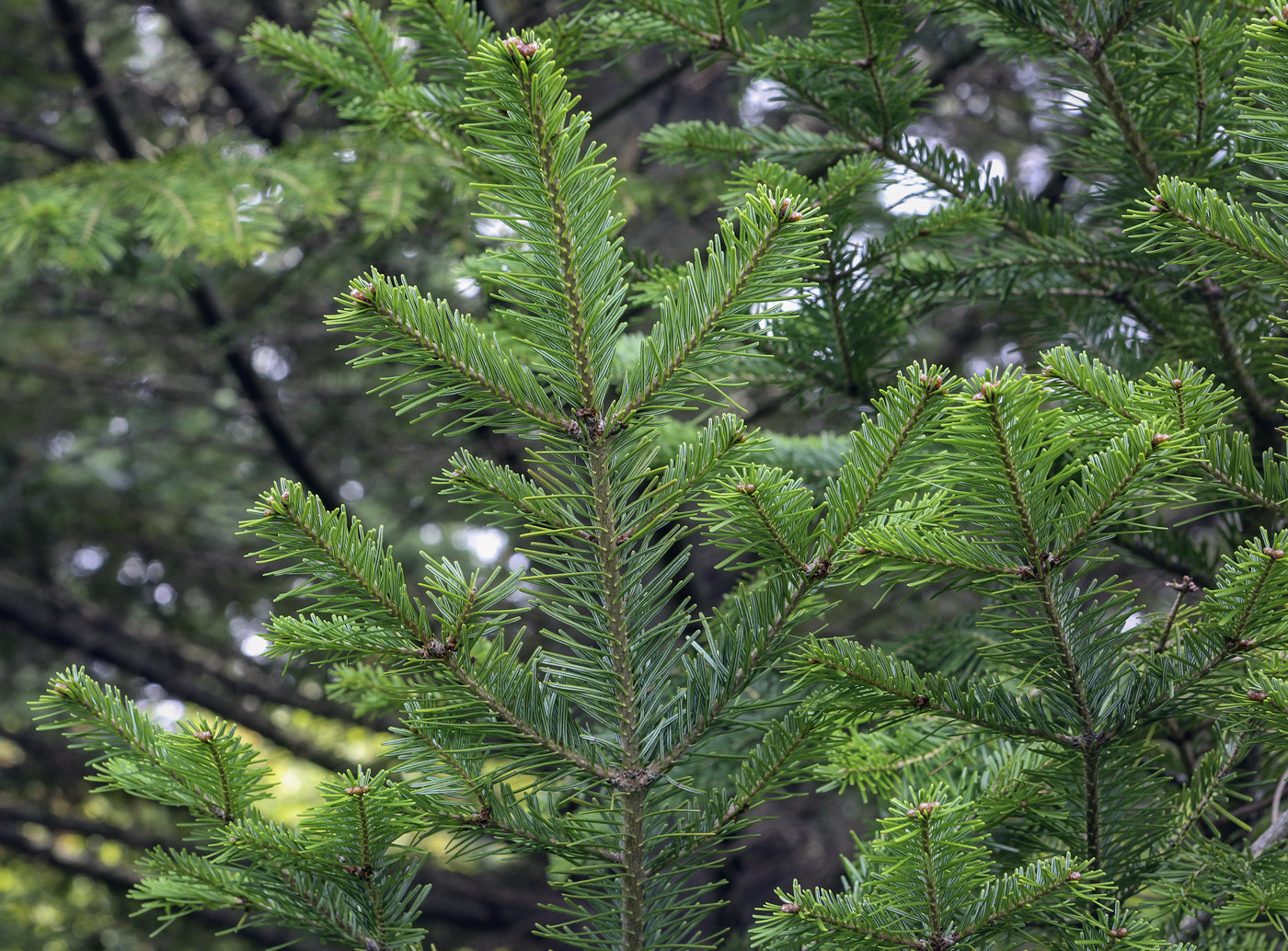 Image of Abies nephrolepis specimen.