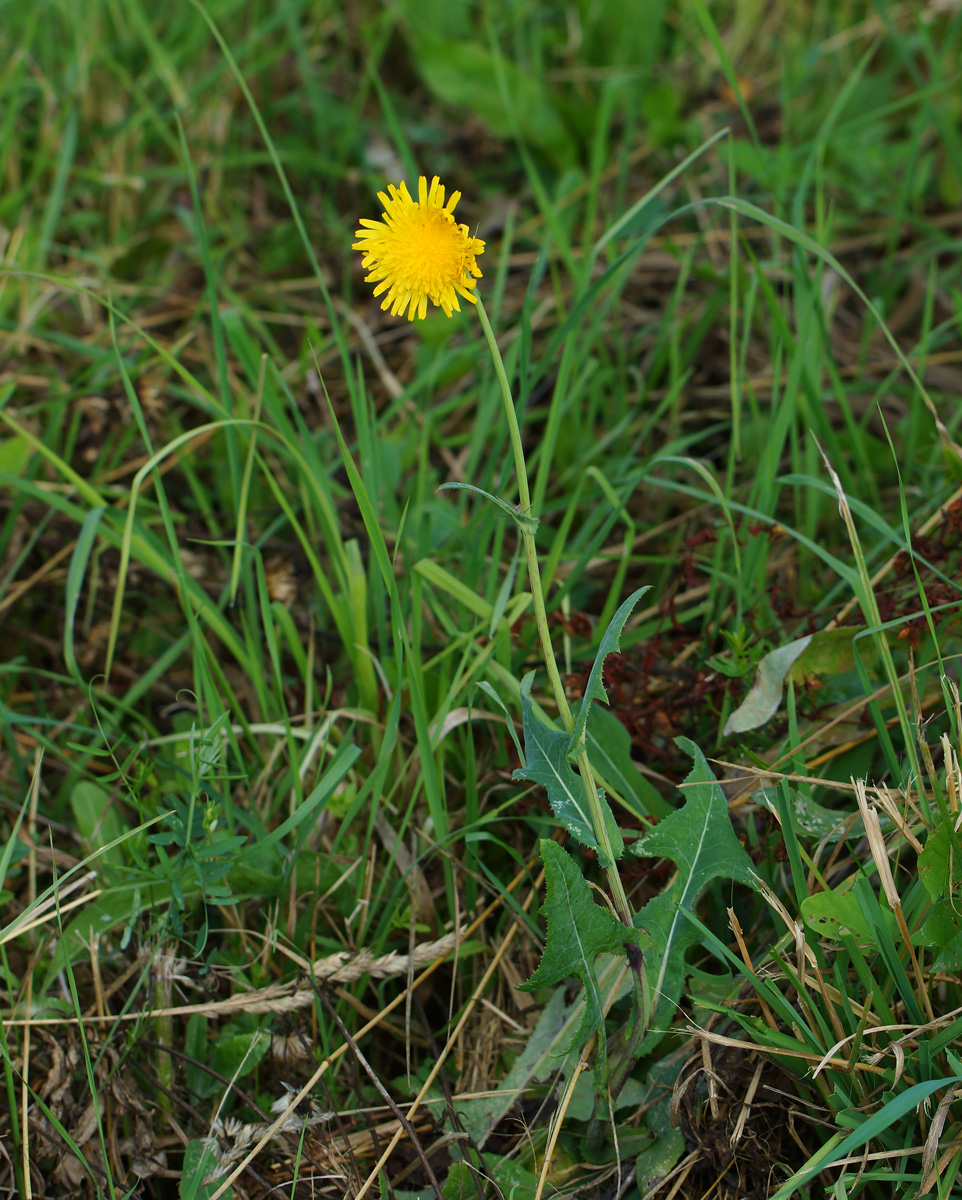 Image of Sonchus arvensis ssp. uliginosus specimen.