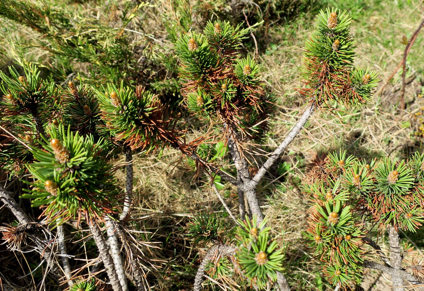 Изображение особи Pinus mugo.