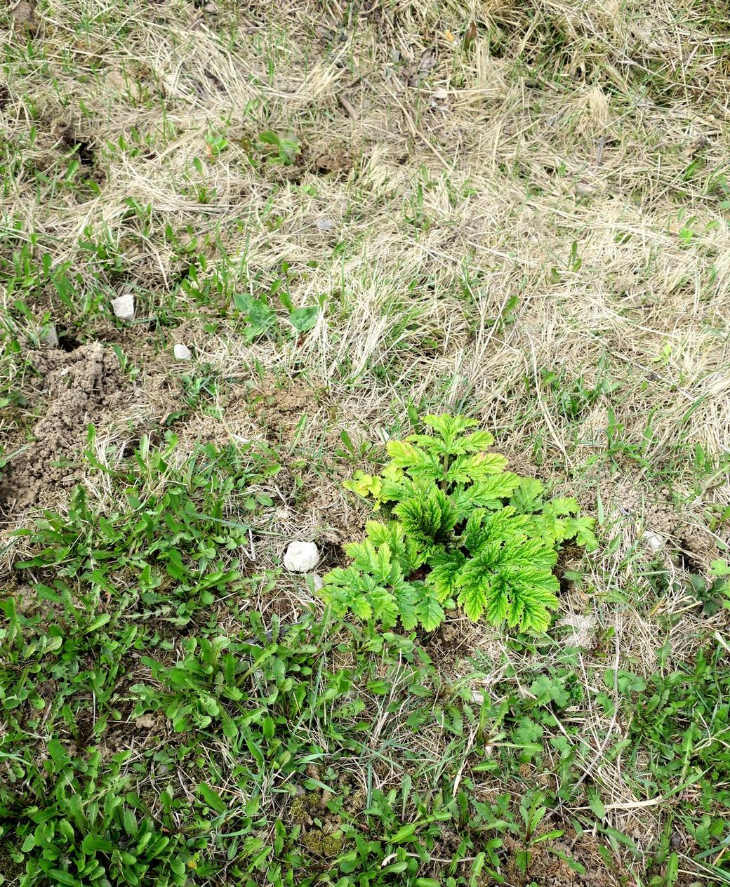 Image of Heracleum sosnowskyi specimen.