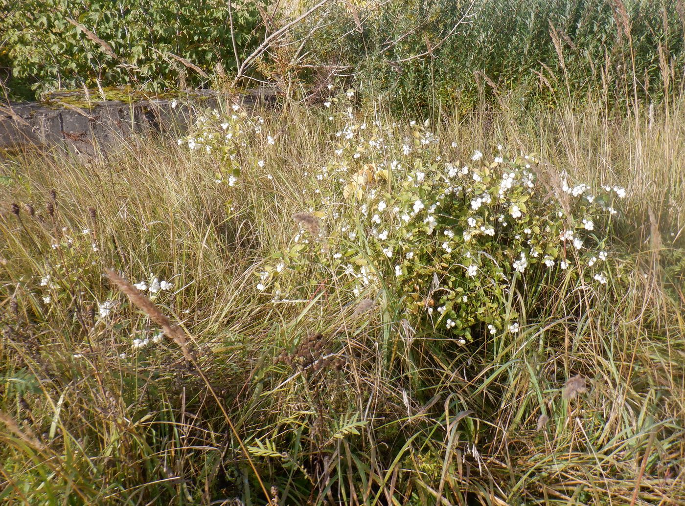 Изображение особи Symphoricarpos albus var. laevigatus.