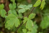 Aquilegia olympica. Лист. Краснодарский край, Адлерский р-н, окр. с. Эстосадок, северный склон хр. Аибга, выс. ≈ 2100 м н.у.м., субальпийский луг. 11.08.2020.