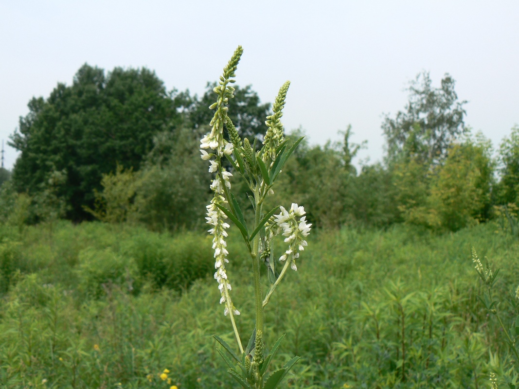 Image of Melilotus albus specimen.