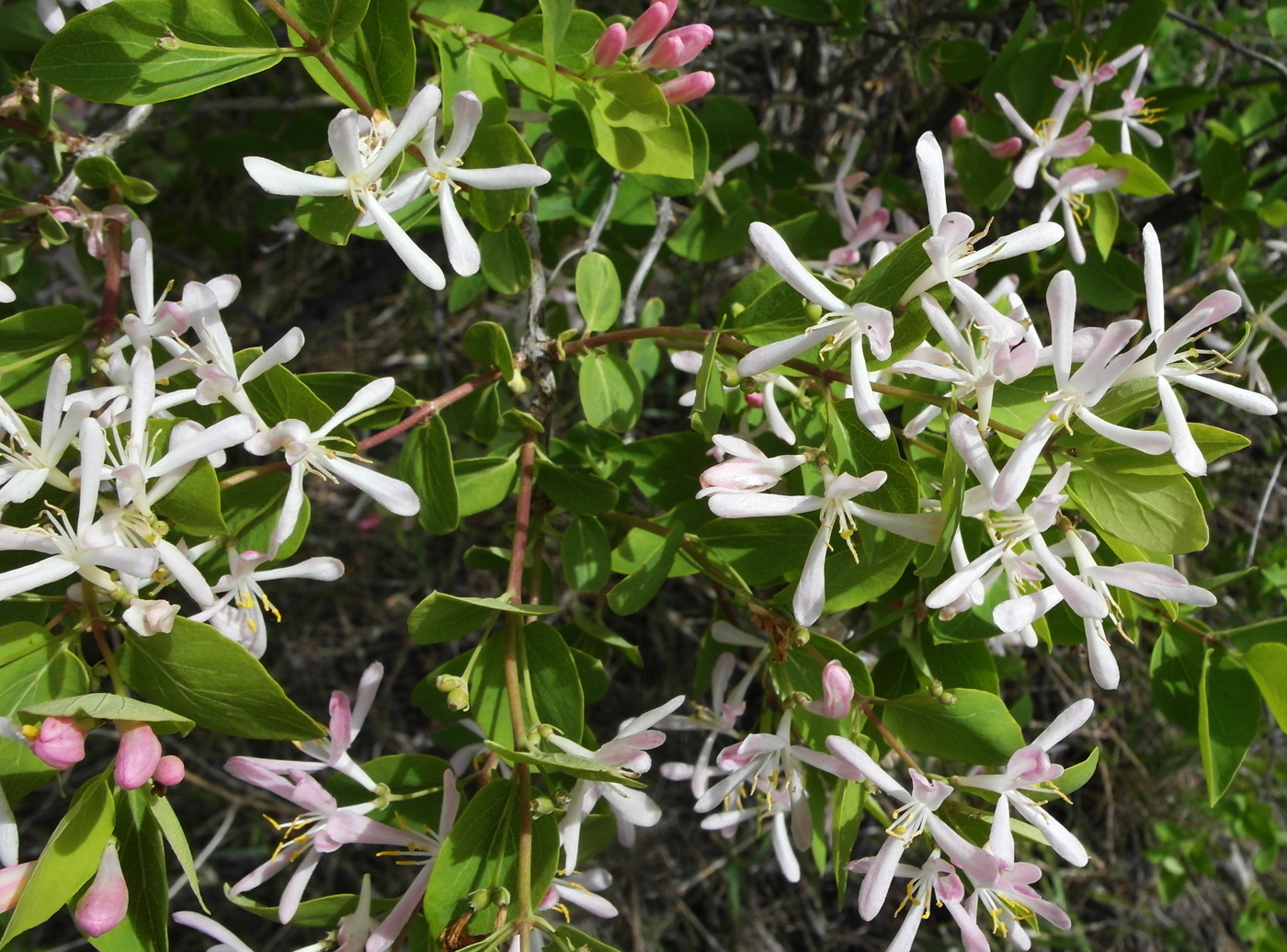 Изображение особи Lonicera tatarica.