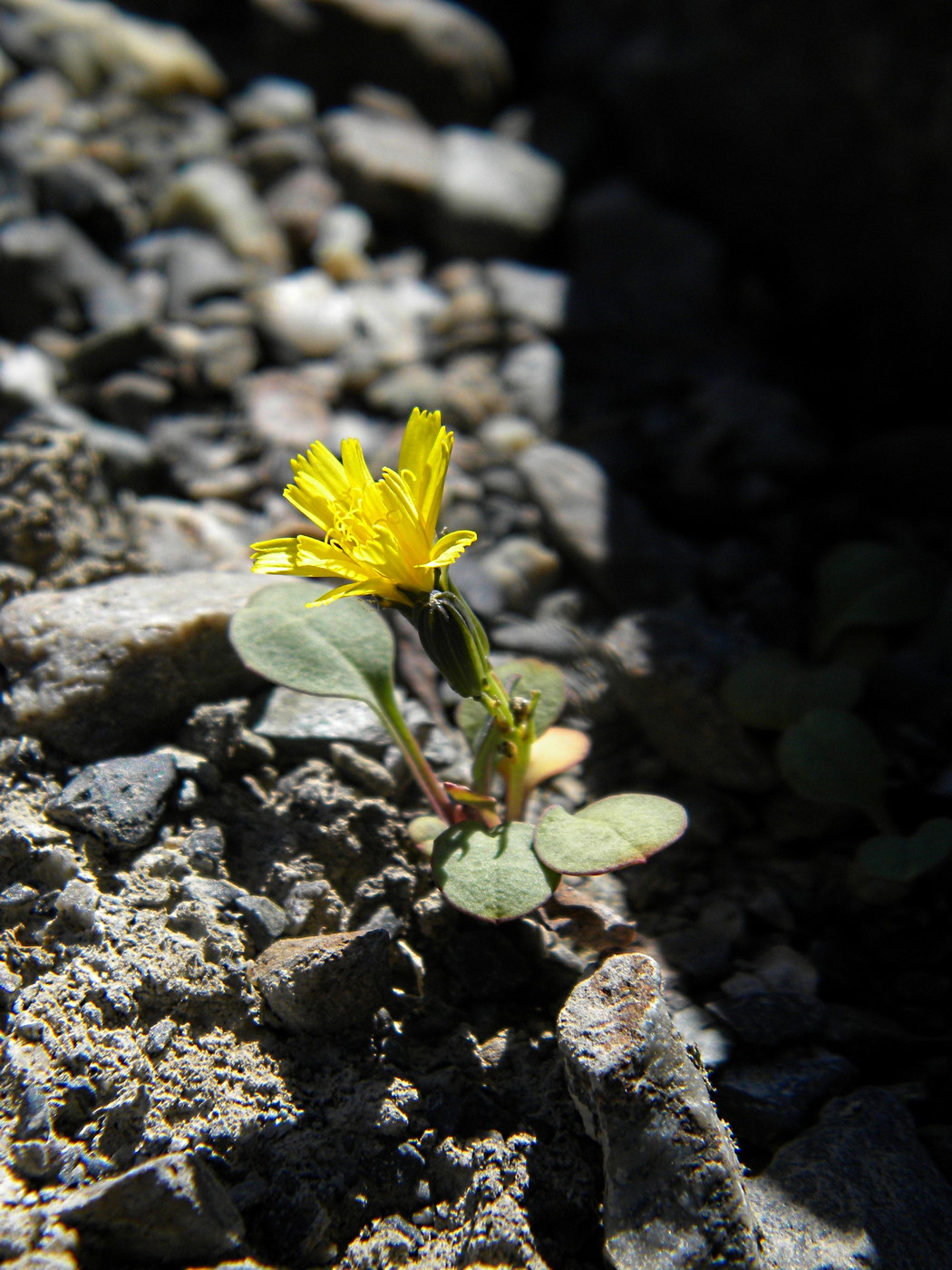 Image of Crepis nana specimen.