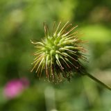 Geum urbanum. Плод. Санкт-Петербург, Старый Петергоф, парк \"Сергиевка\", западная опушка, луг на краю дренажной канавы. 01.08.2020.