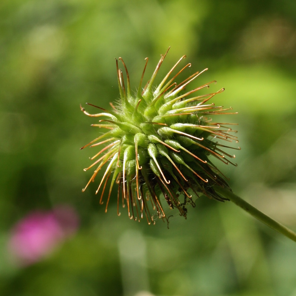 Image of Geum urbanum specimen.