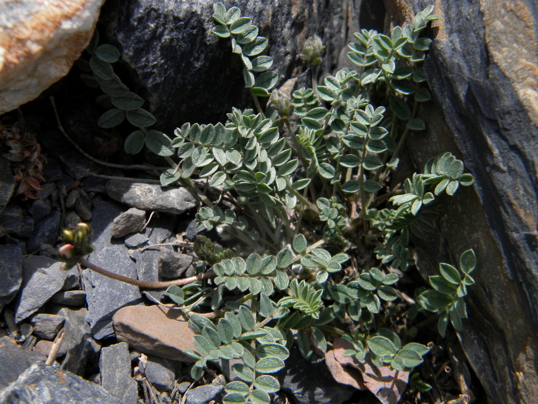 Image of Oxytropis pauciflora specimen.