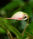 Impatiens walleriana. Бутон. Перу, регион Куско, провинция Урубамба, окр. г. Machu Picchu, обочина дороги к археологическому комплексу. 19.10.2019.