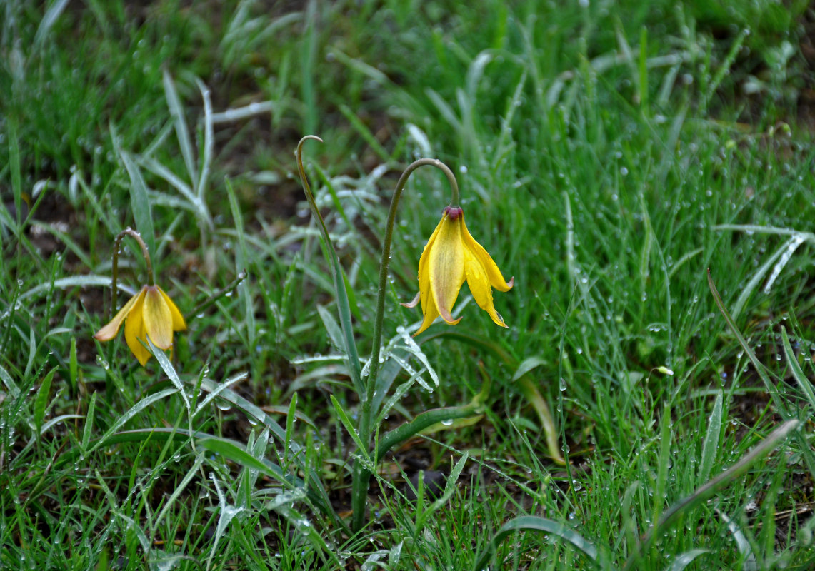 Изображение особи Tulipa biebersteiniana.