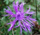 Centaurea carpatica. Соцветие-корзинка. Украина, Ивано-Франковская обл., Надворнянский р-н, природный заповедник \"Горганы\", Горганское отделение, поляна. 30 августа 2010 г.
