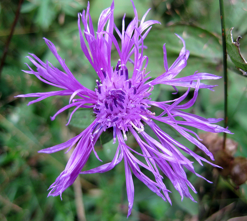 Image of Centaurea carpatica specimen.