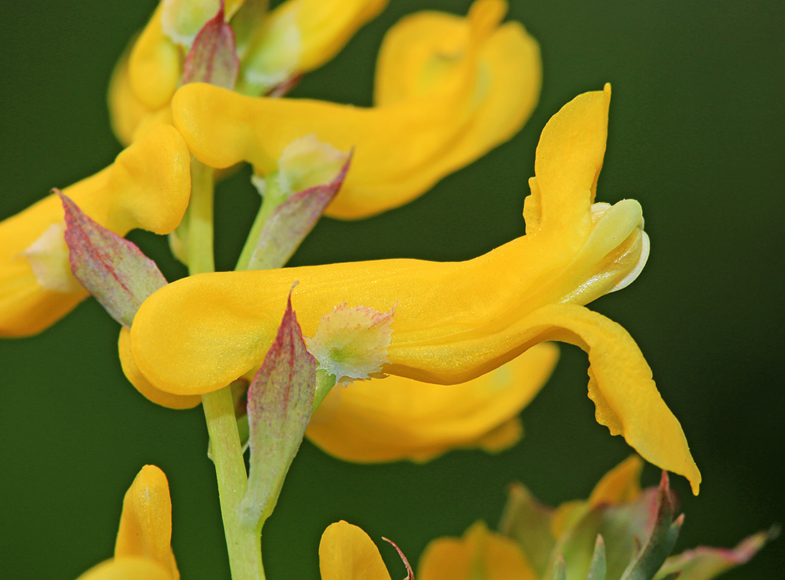 Image of Corydalis speciosa specimen.
