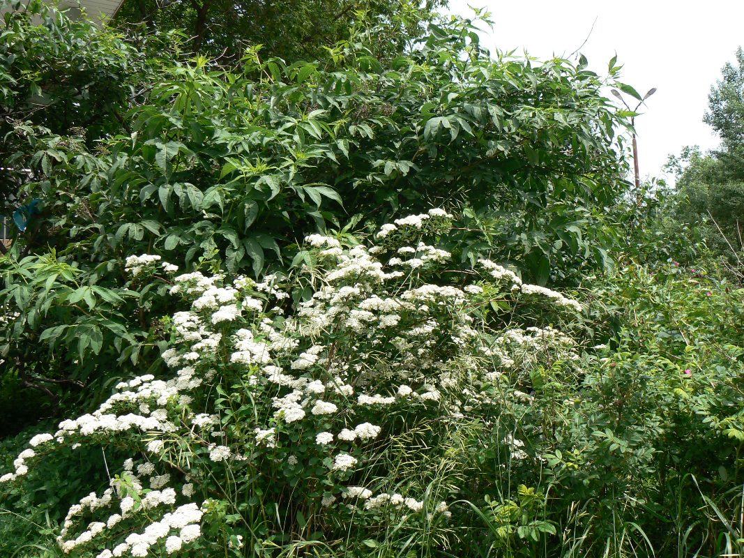 Image of Spiraea media specimen.