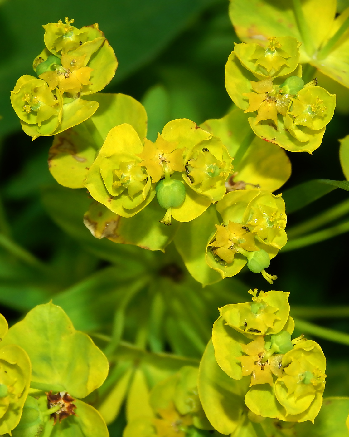 Молочай лозный. Молочай лозный, прутьевидный. Euphorbia virgata. Молочай Виргата. Молочай лозный фото.