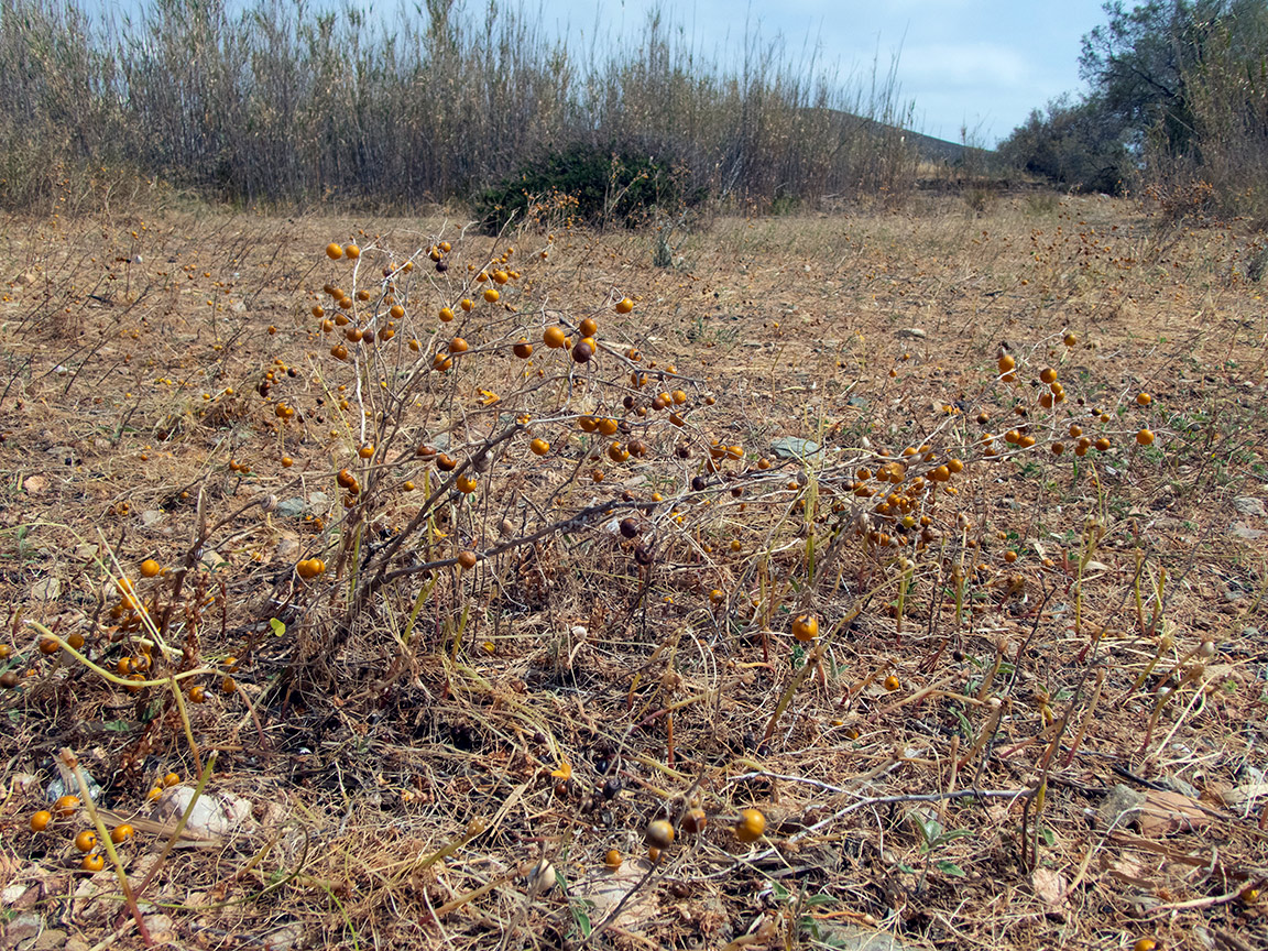 Image of Solanum elaeagnifolium specimen.