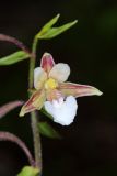 Epipactis palustris