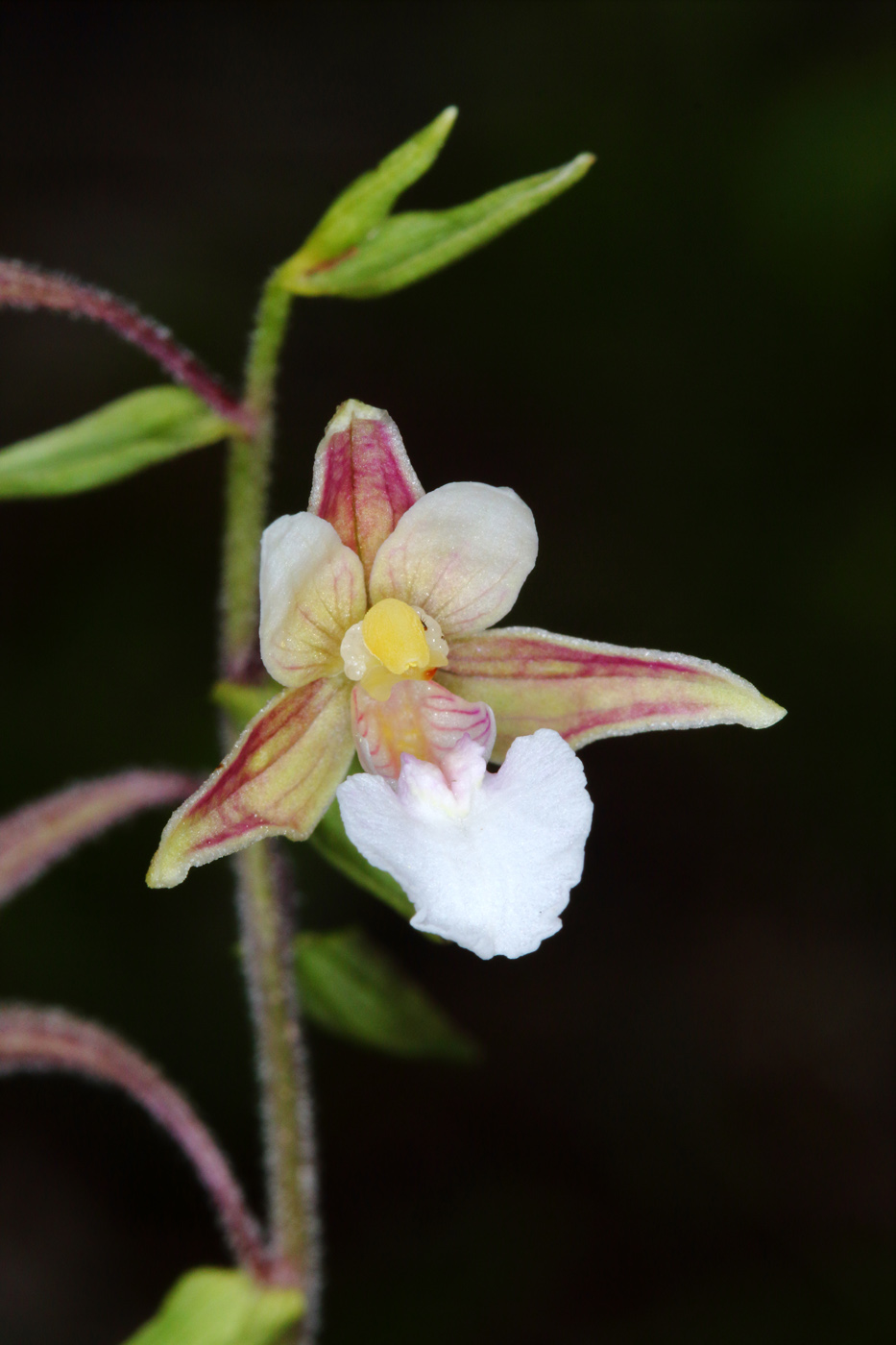 Изображение особи Epipactis palustris.