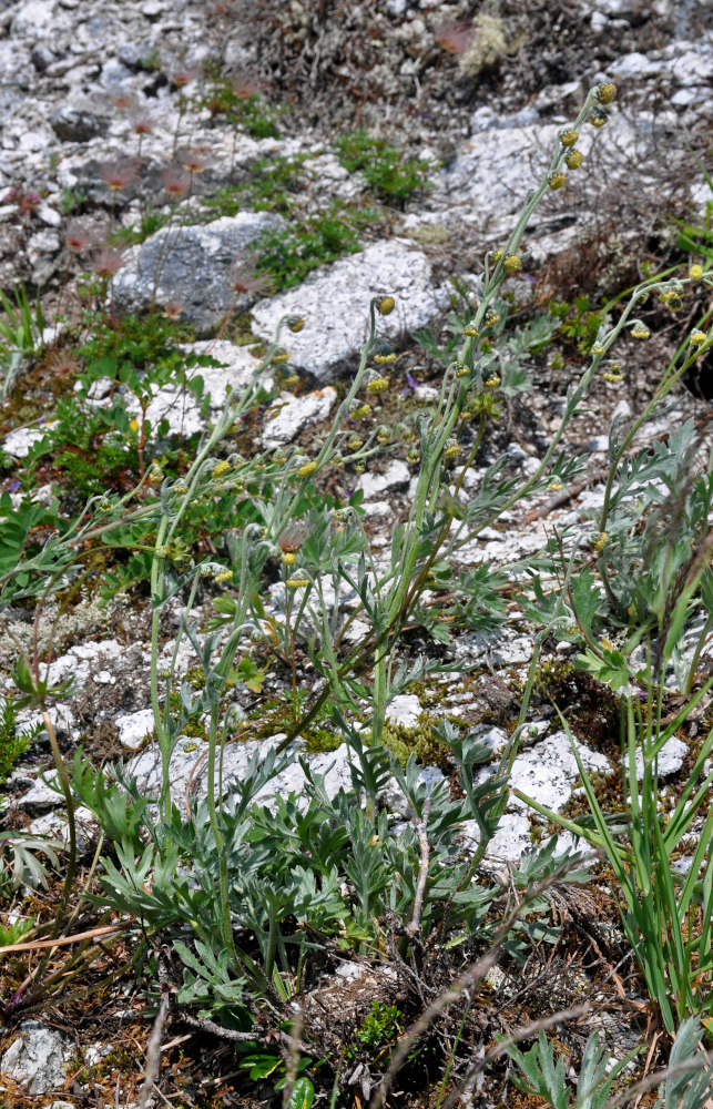 Изображение особи Artemisia arctica.