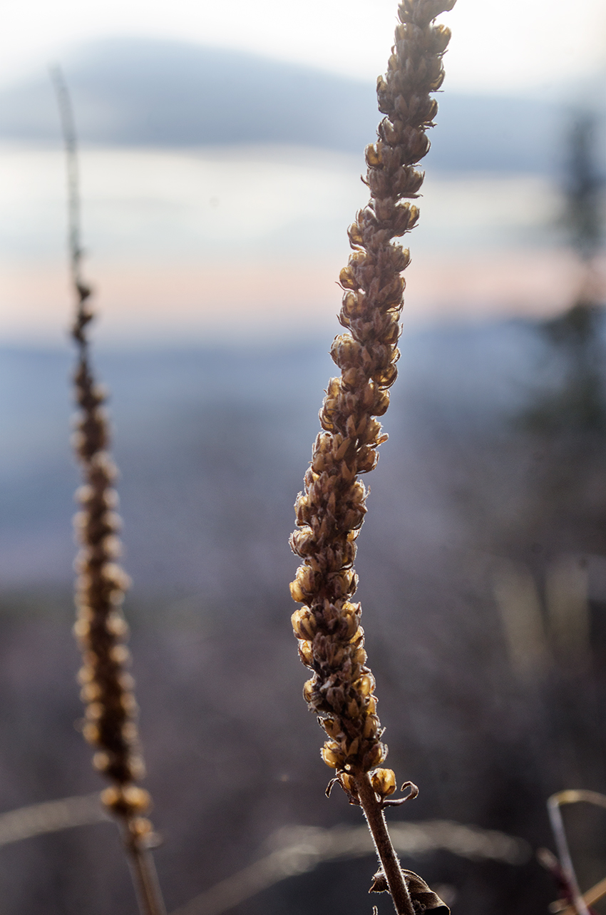 Image of Veronica spicata ssp. bashkiriensis specimen.