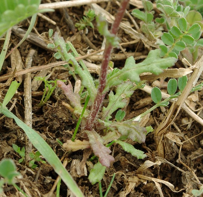 Image of Senecio subdentatus specimen.