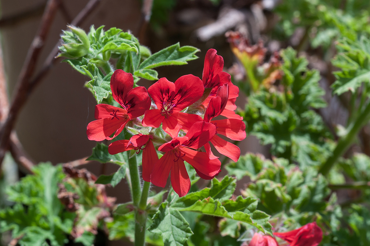 Изображение особи род Pelargonium.