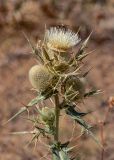 Cirsium turkestanicum