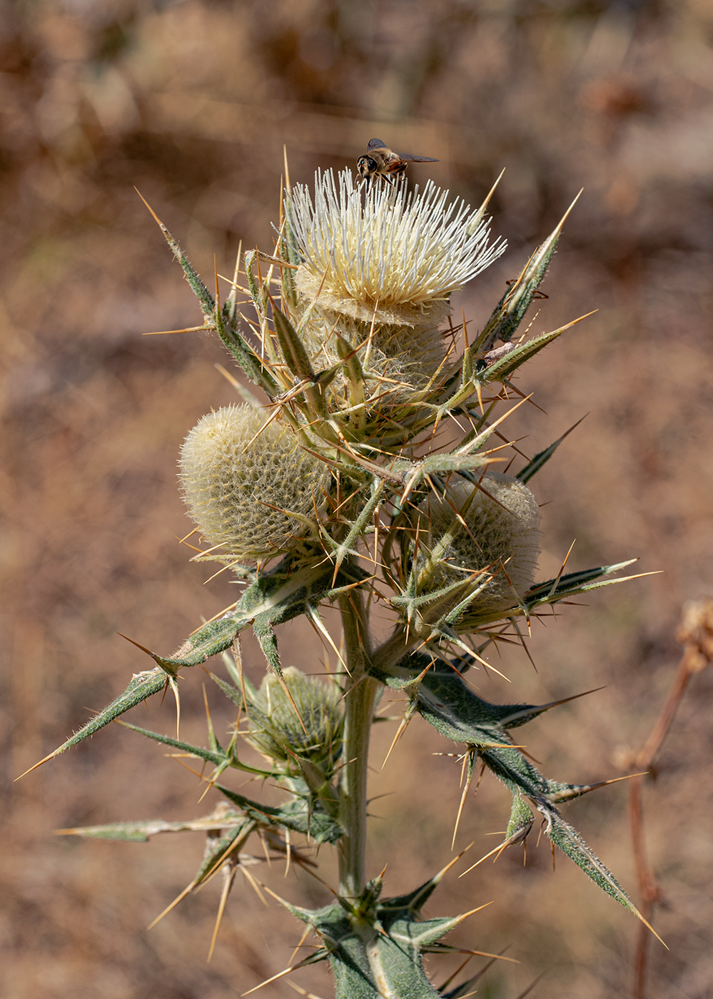 Image of Cirsium turkestanicum specimen.