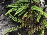 Asplenium viride