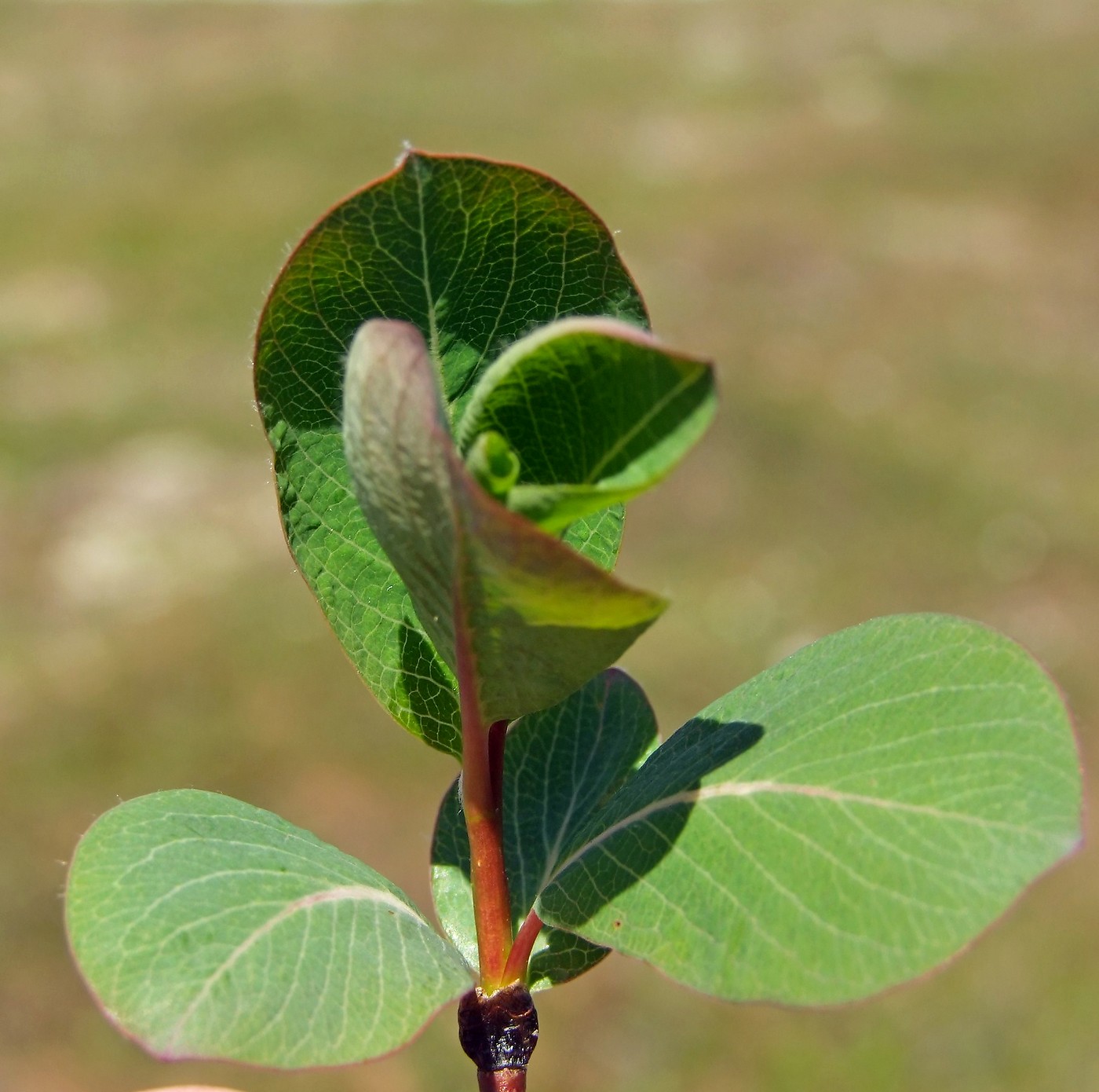 Изображение особи Salix alexii-skvortzovii.