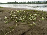 Ranunculus mongolicus