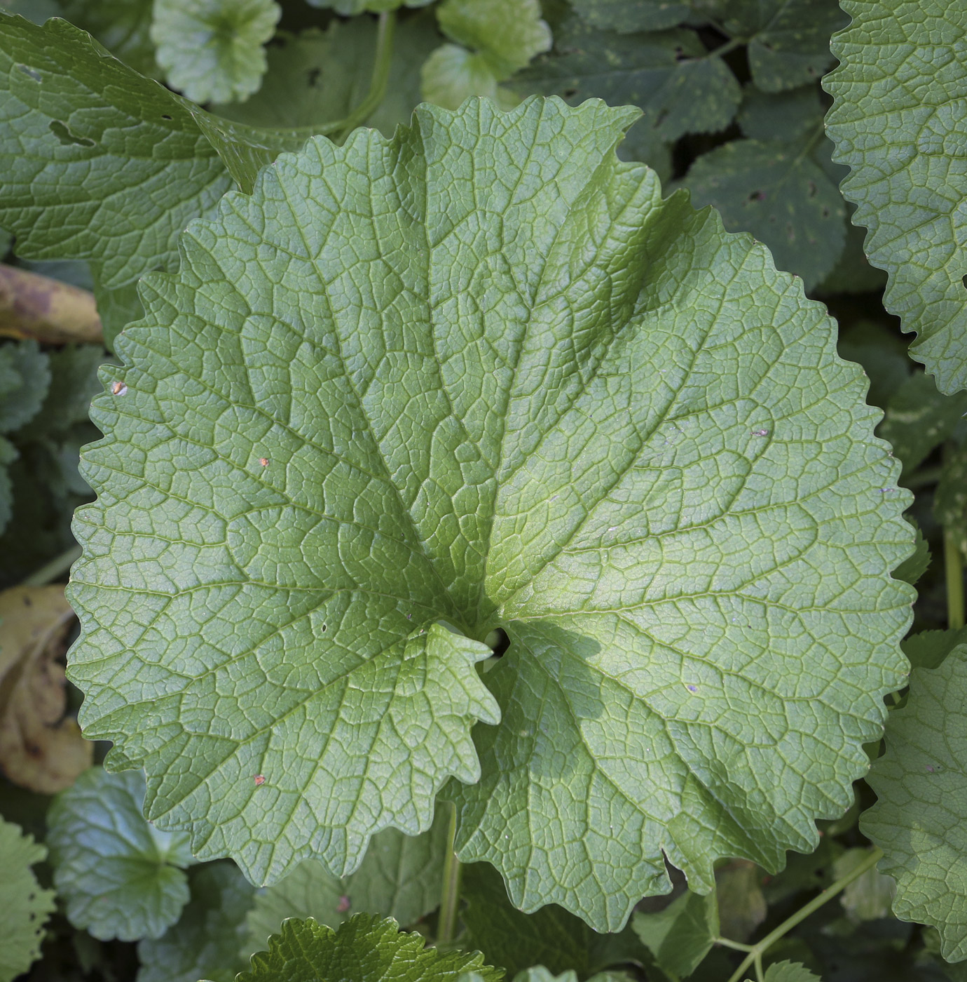 Image of Alliaria petiolata specimen.